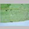 Leaf Mid 40er 01.jpg